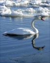 Lake Ontario Swan